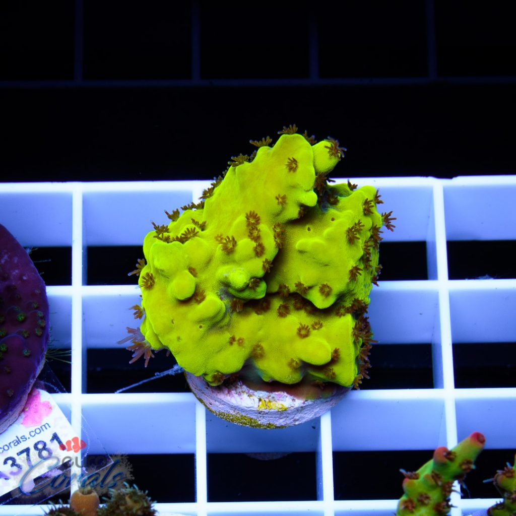 EC Yellow Tweety Acro