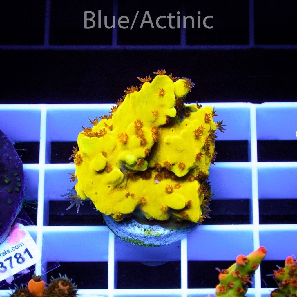 EC Yellow Tweety Acro - Image 2