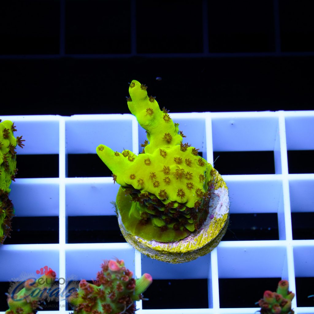 EC Yellow Tweety Acro