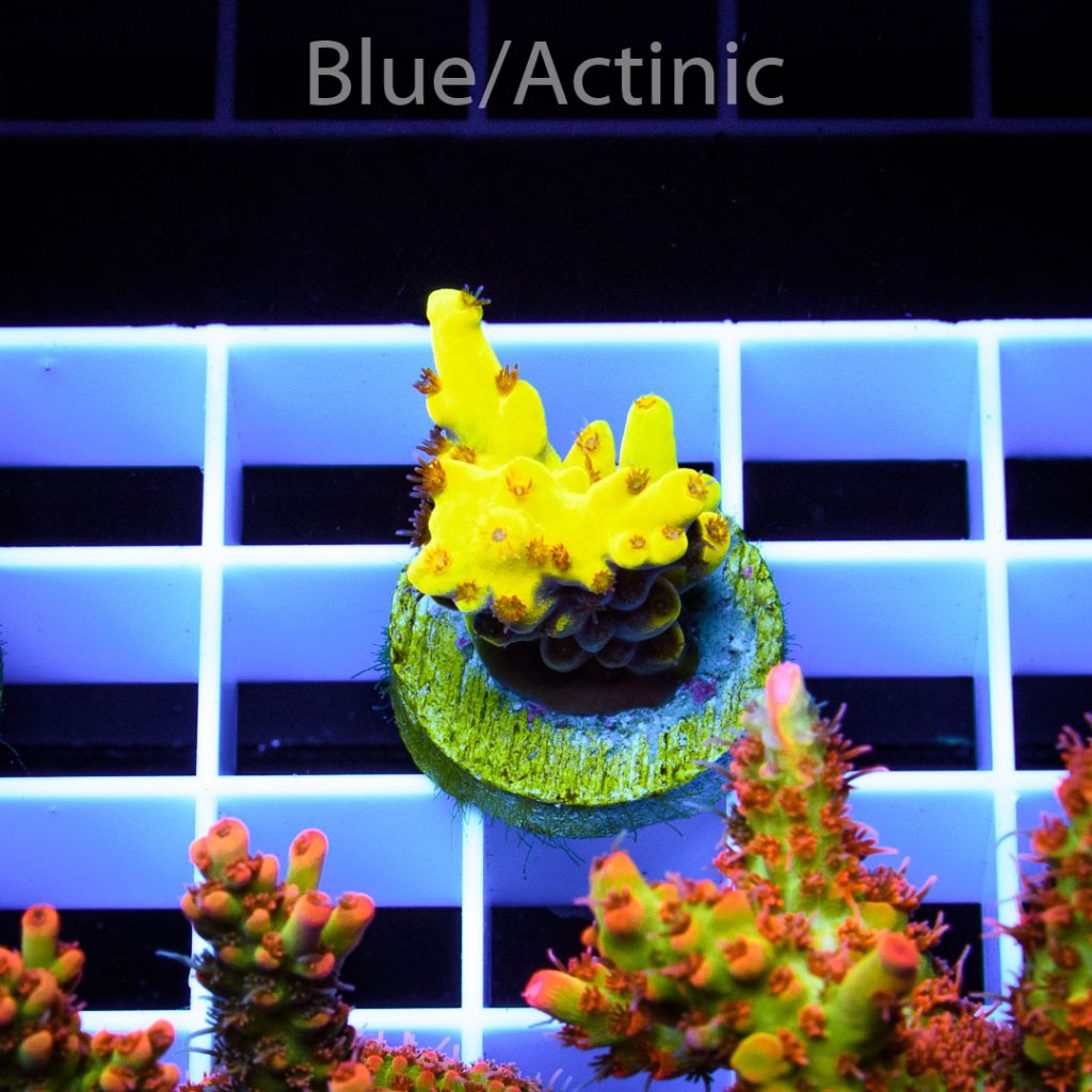 EC Yellow Tweety Acro - Image 2