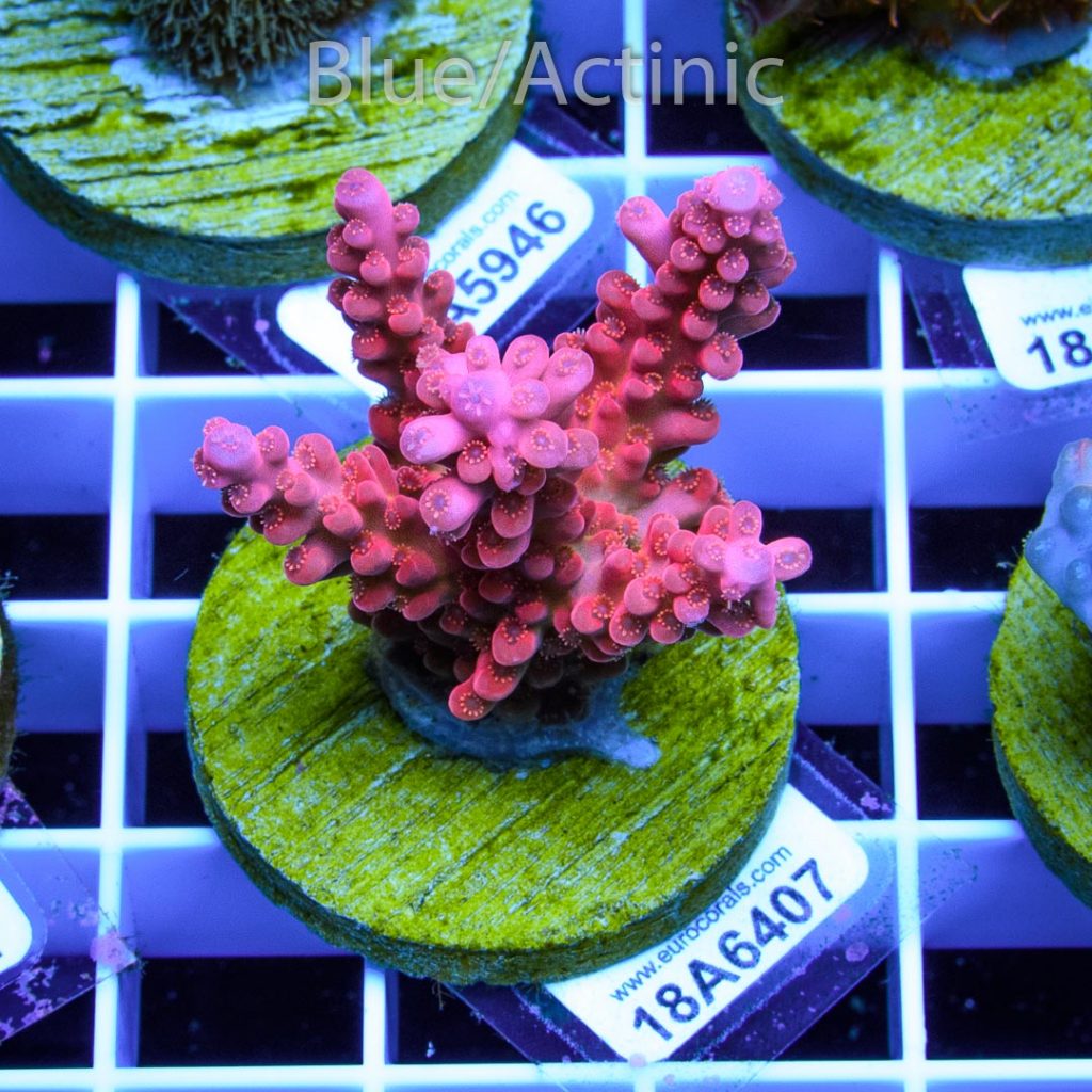 EC Gilligan Acro RARE - Image 2