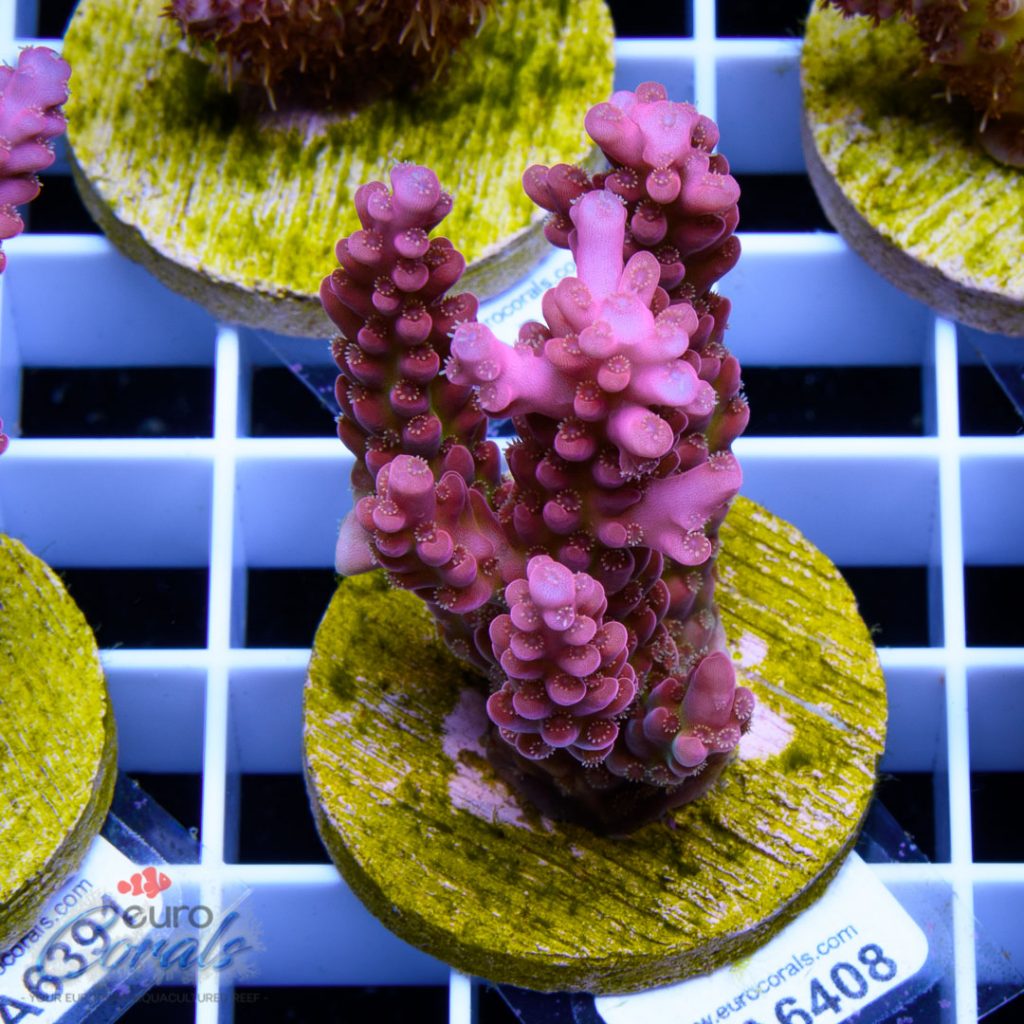 EC Gilligan Acro RARE