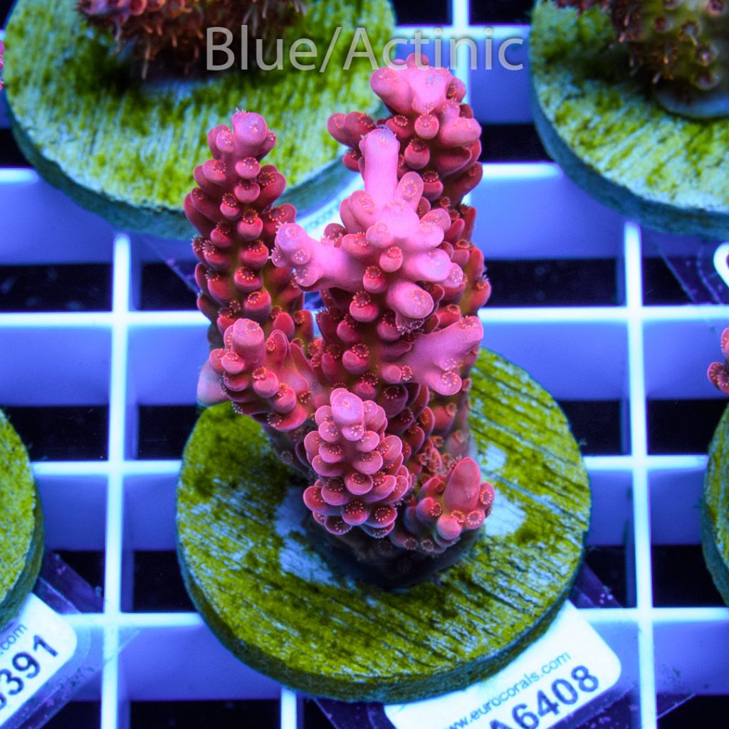 EC Gilligan Acro RARE - Image 2