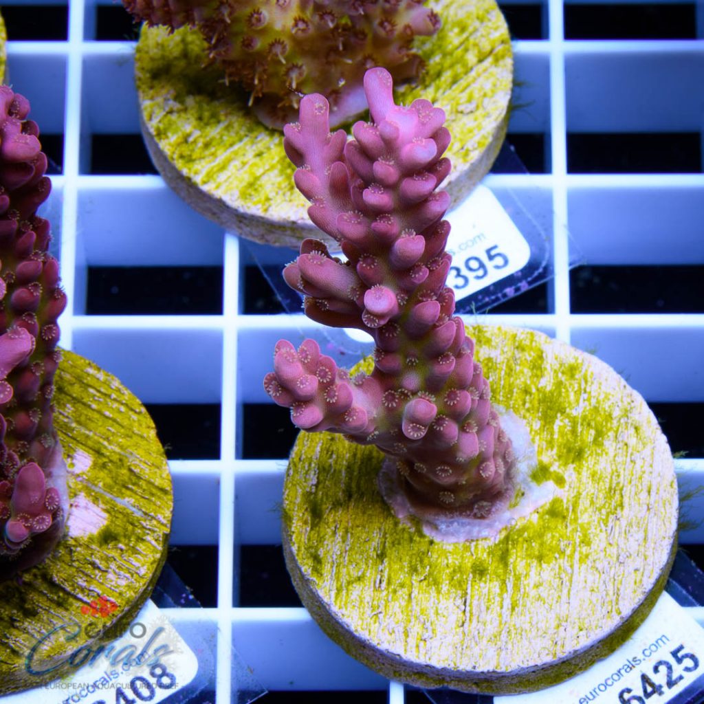 EC Gilligan Acro RARE