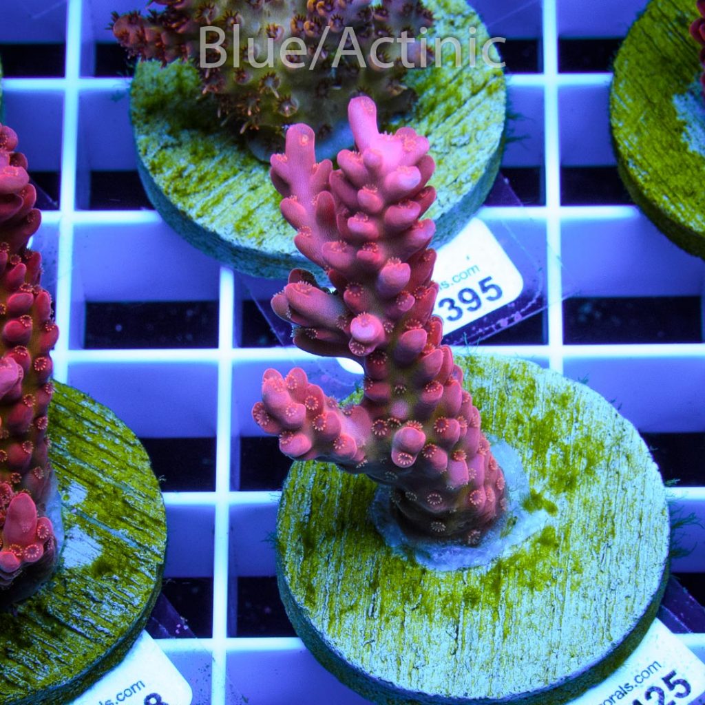 EC Gilligan Acro RARE – Bild 2