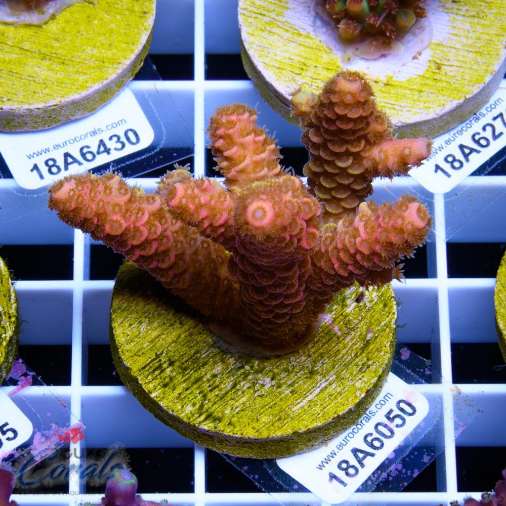 EC Princess Peach Mille