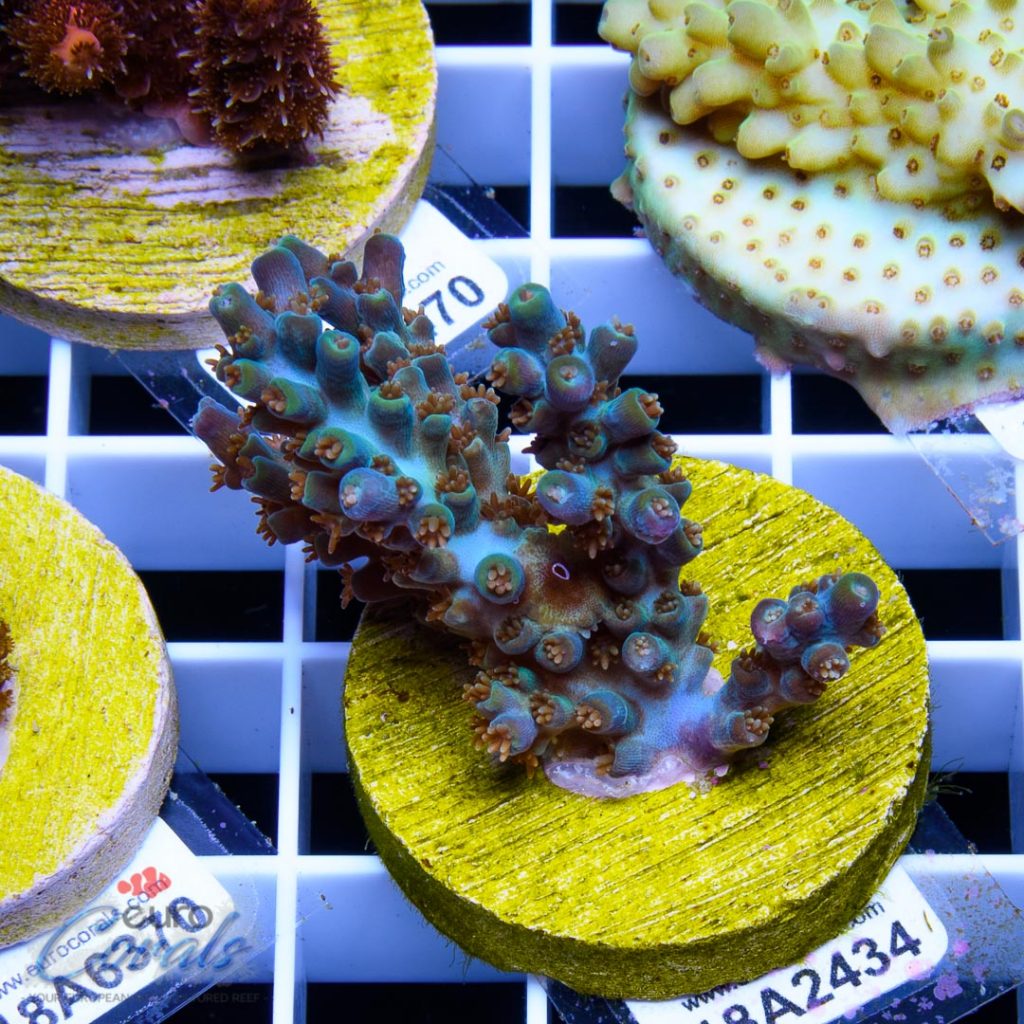 EC Blue Flame Acro