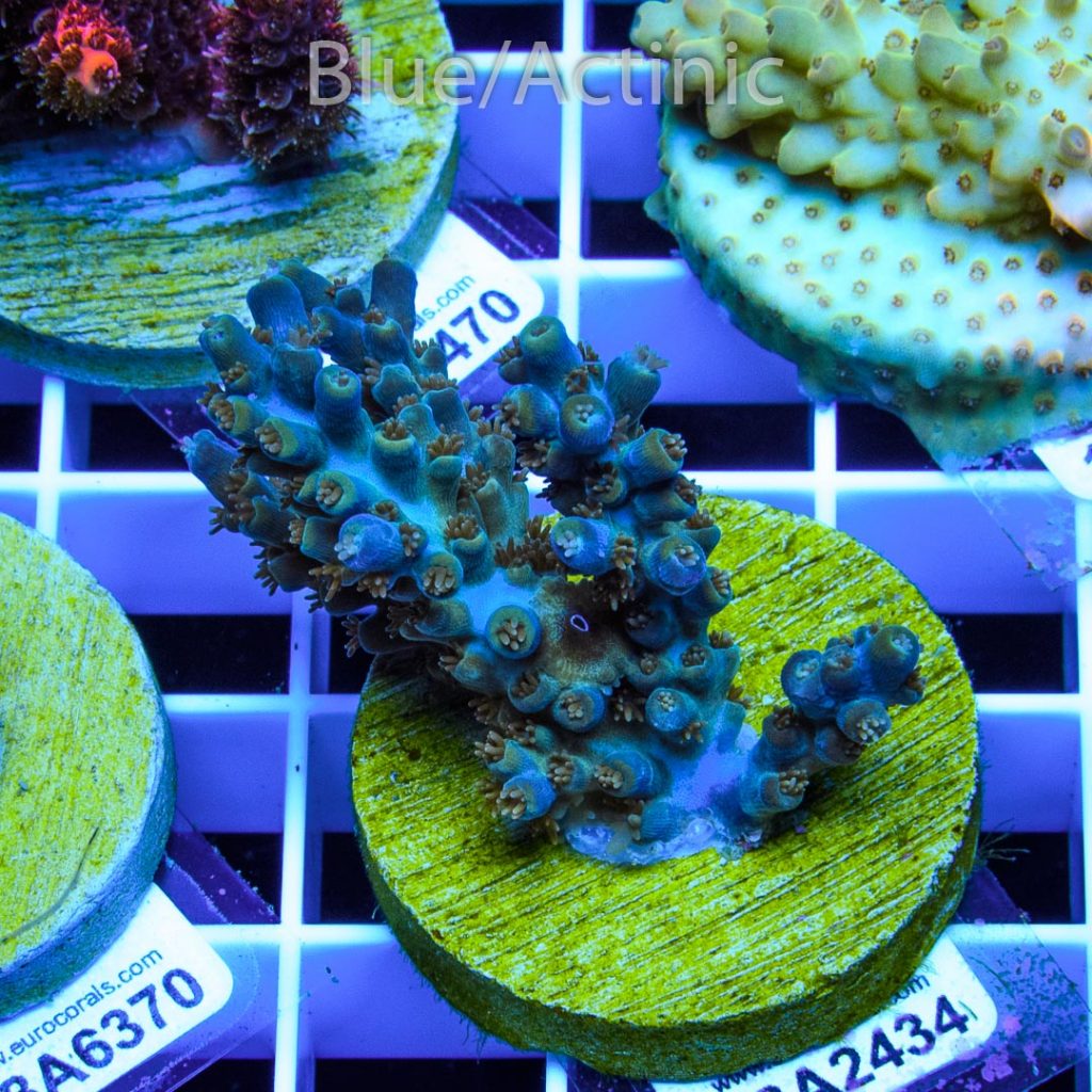 EC Blue Flame Acro - Image 2