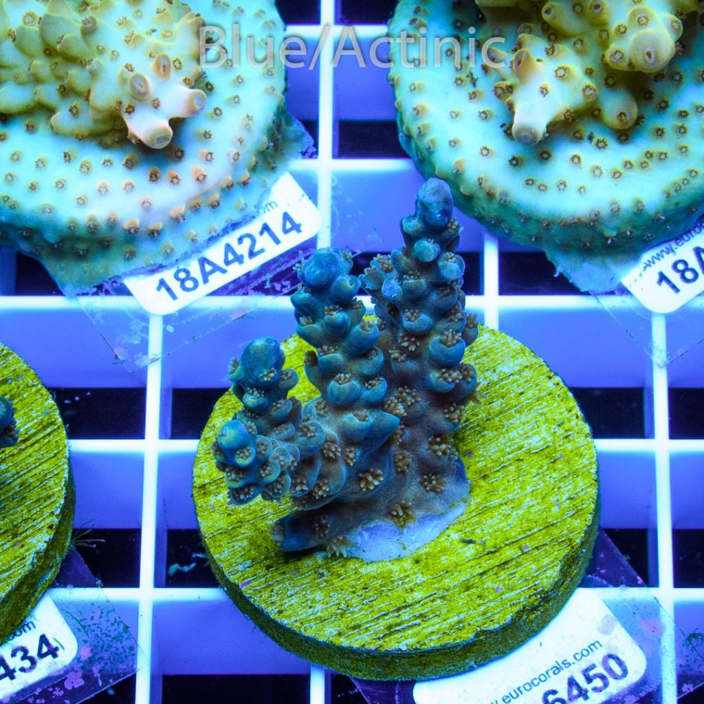 EC Blue Flame Acro - Image 2
