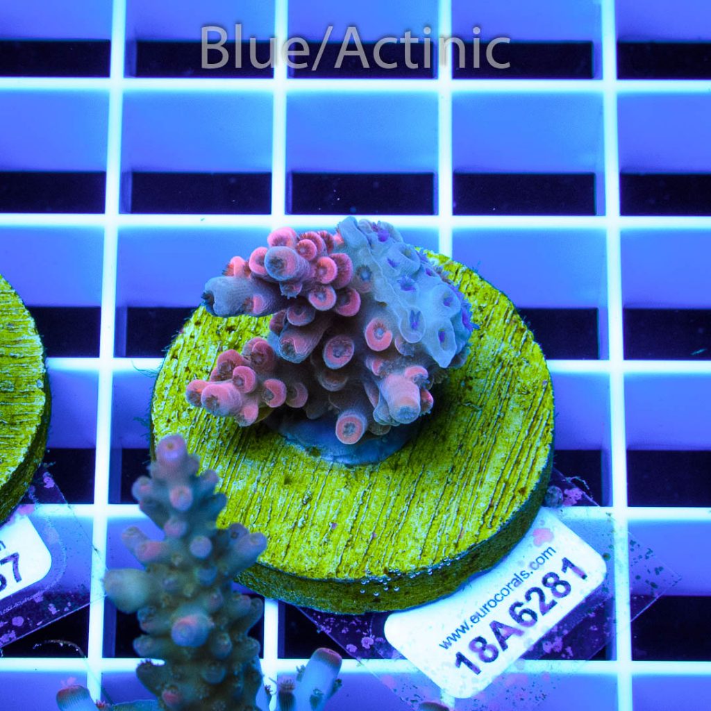 EC Cherry Bomb Tenuis – Bild 2