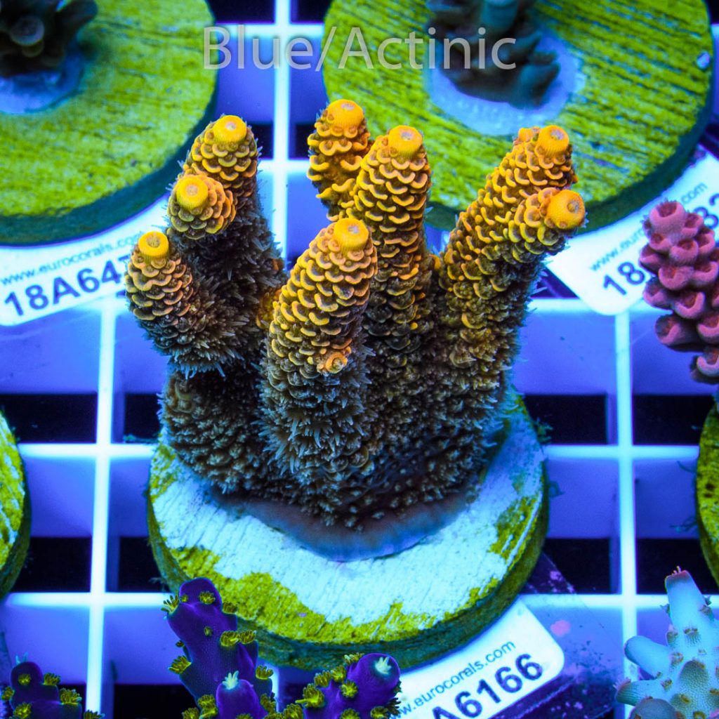 EC Yellow Crazzy Banana – Bild 2