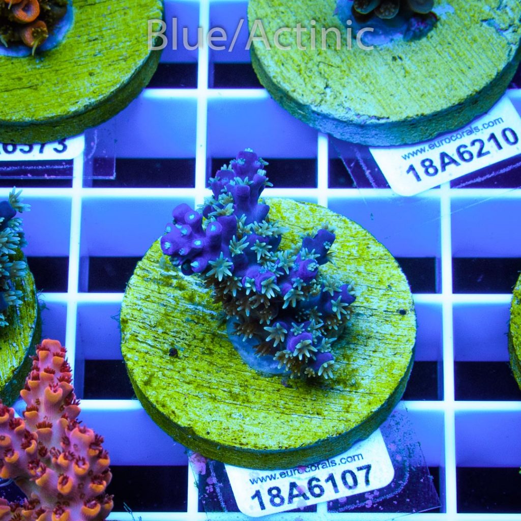 EC Blue Horrida - Image 2