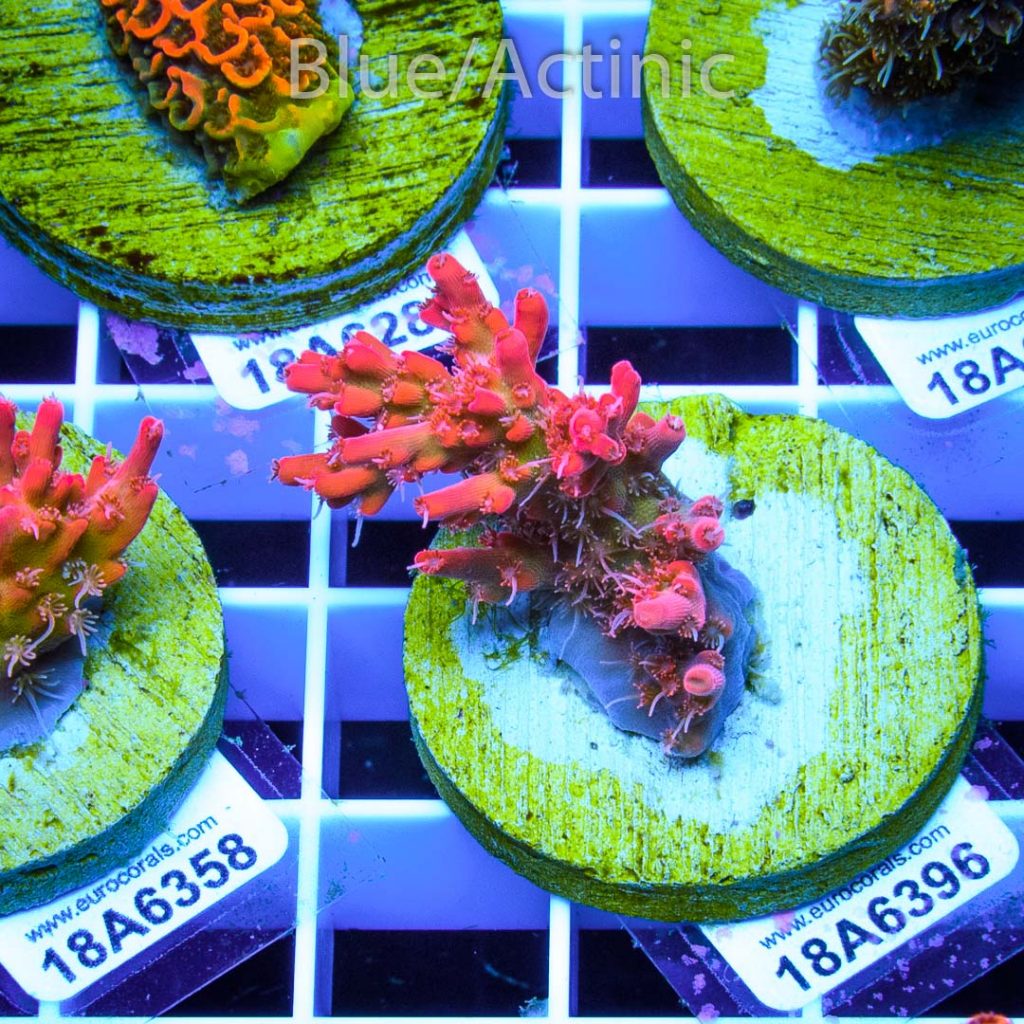EC Heart Of The Sea Acro RARE - Image 2