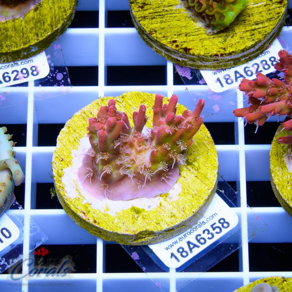 EC Heart Of The Sea Acro RARE