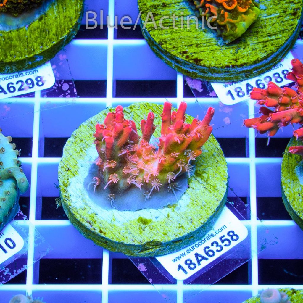 EC Heart Of The Sea Acro RARE - Image 2