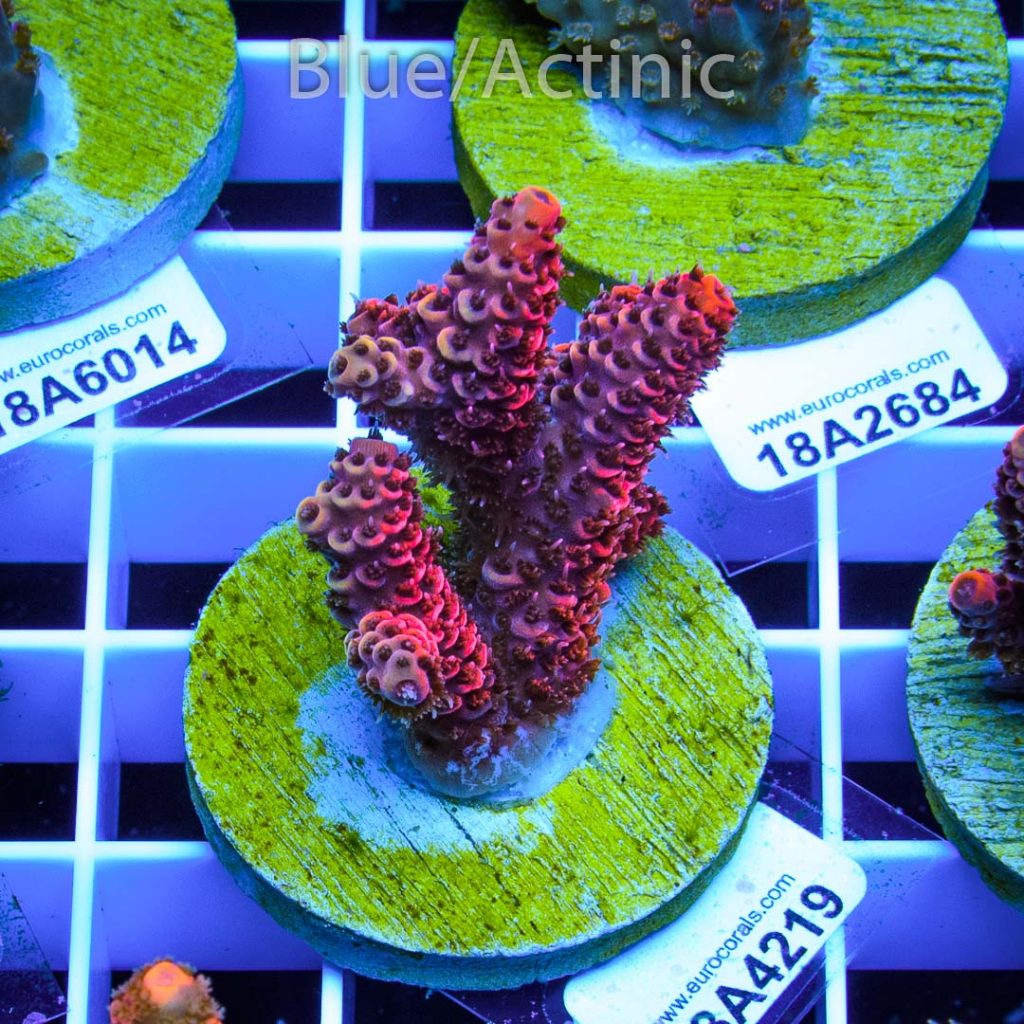 EC Blood Red Mille - Image 2