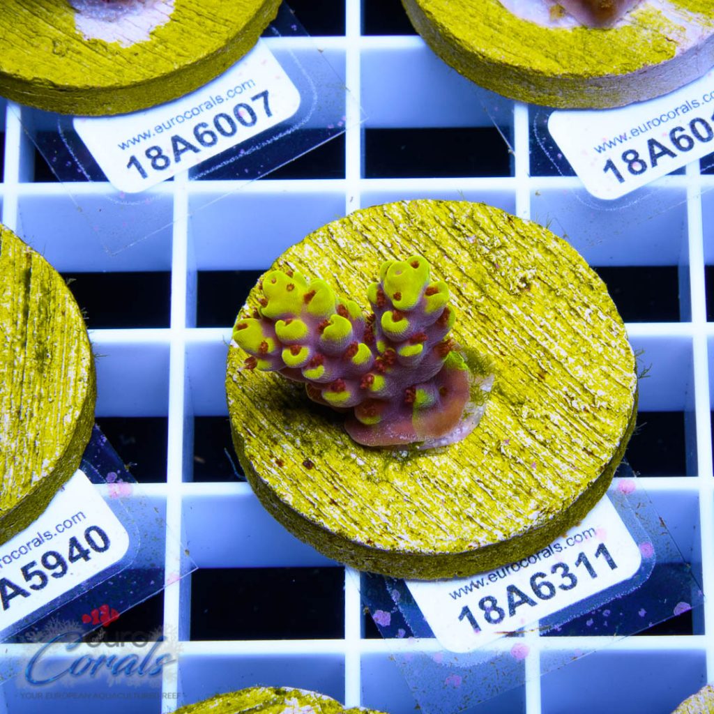 EC Yellow Pikachu Red Polyps