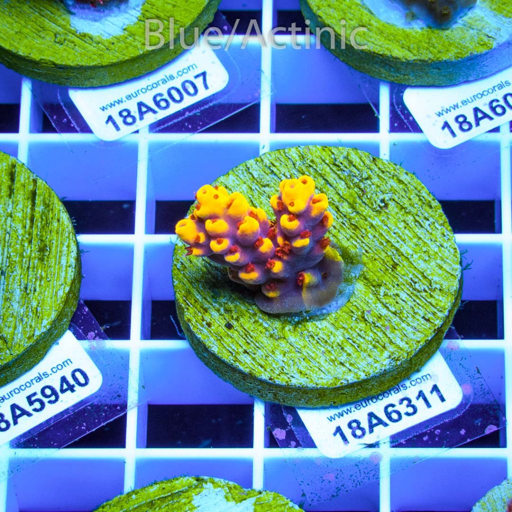 EC Yellow Pikachu Red Polyps - Image 2