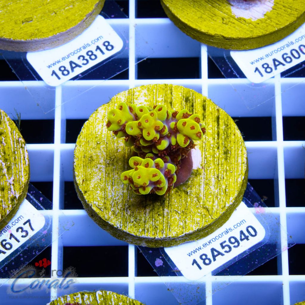 EC Yellow Pikachu Red Polyps