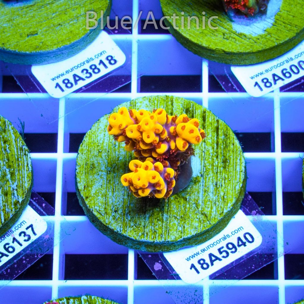 EC Yellow Pikachu Red Polyps - Image 2
