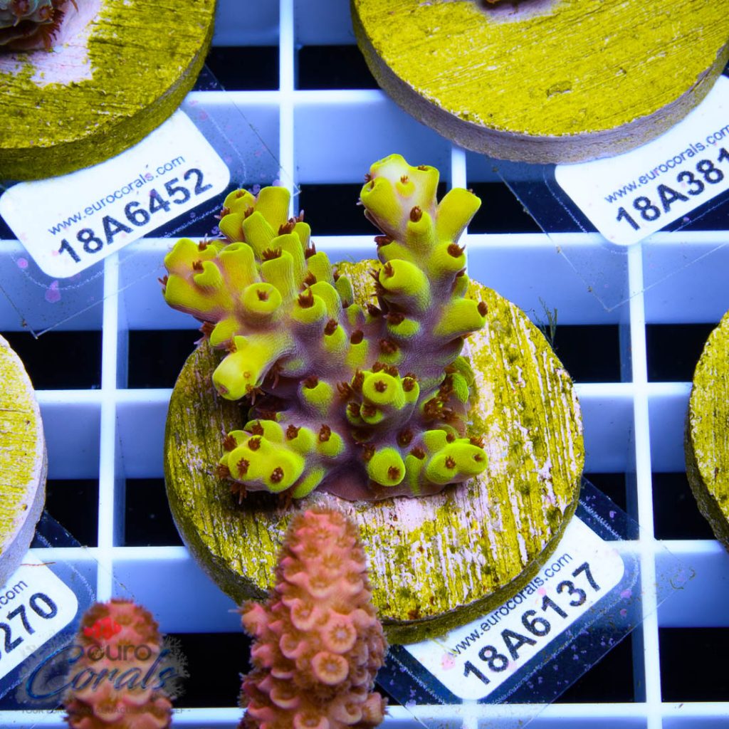 EC Yellow Pikachu Red Polyps