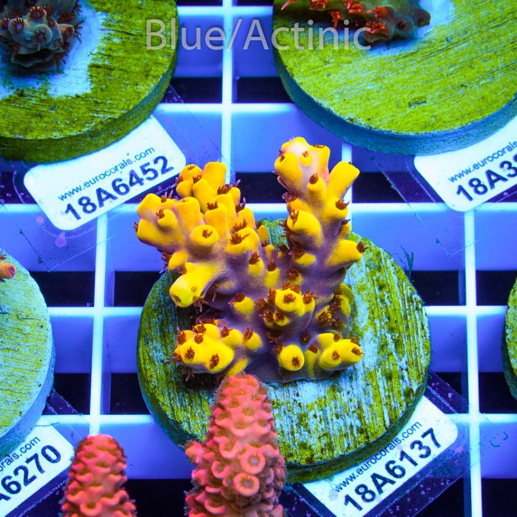 EC Yellow Pikachu Red Polyps - Image 2