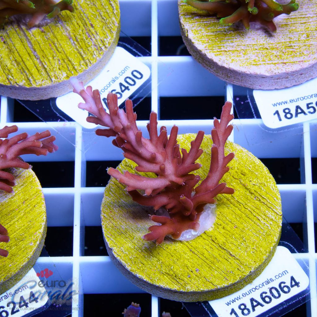 EC Red Dragon Acro