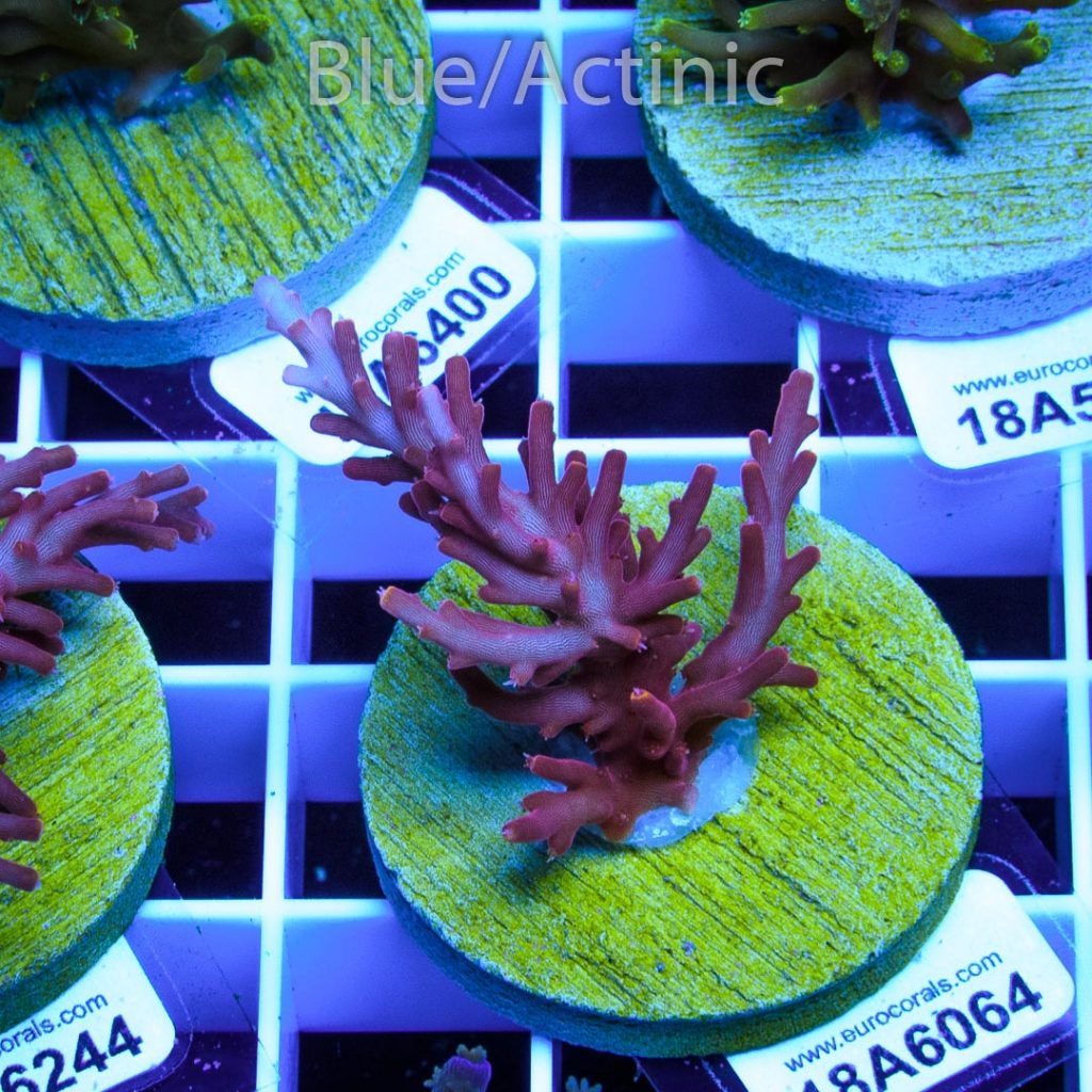 EC Red Dragon Acro - Image 2