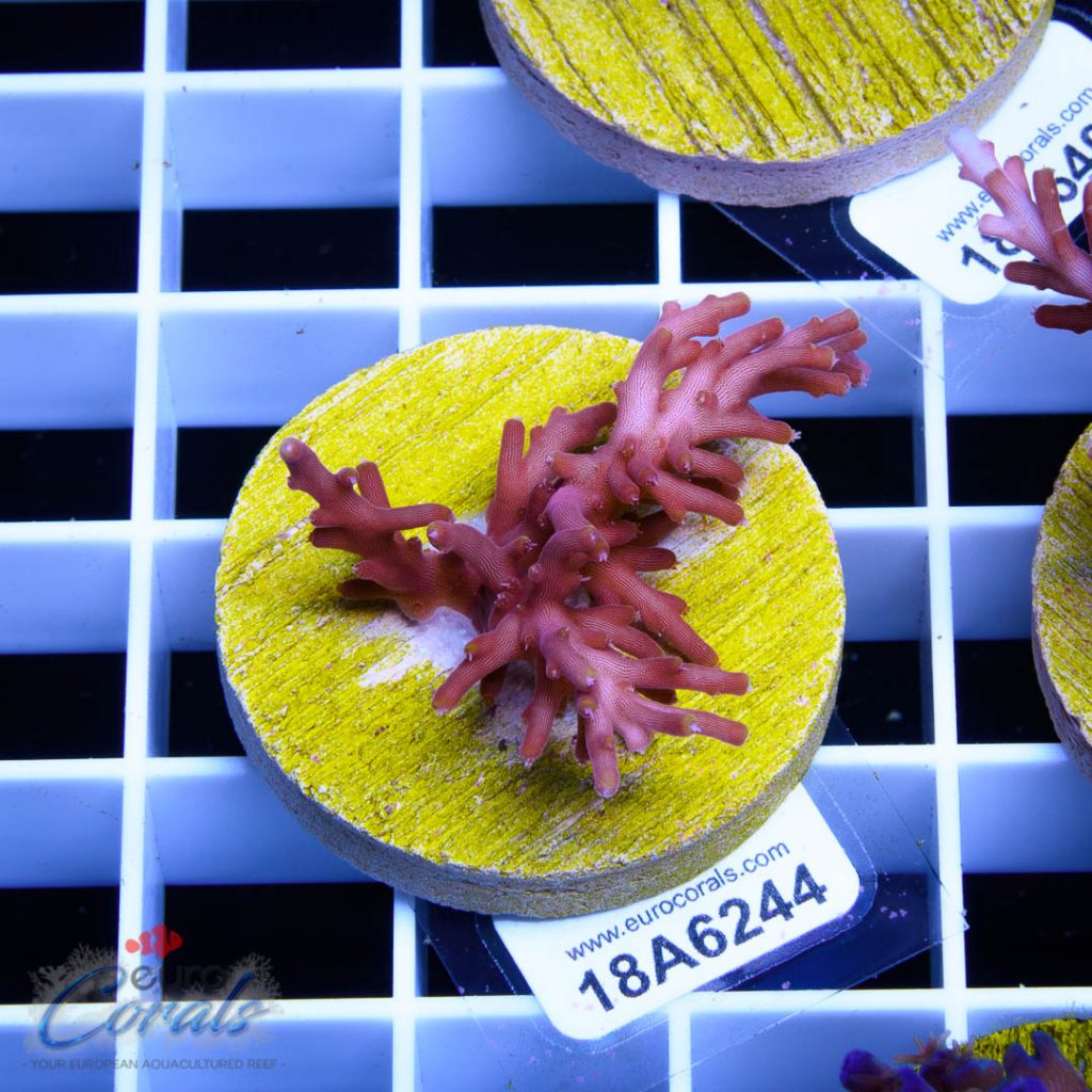EC Red Dragon Acro
