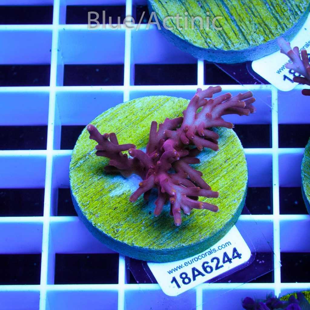 EC Red Dragon Acro - Image 2