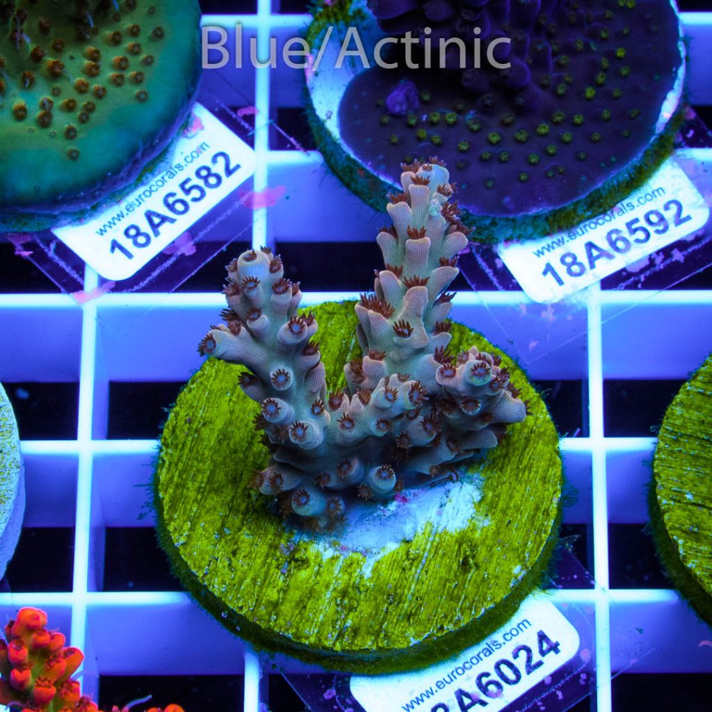 EC Wild Berry Acro - Image 2