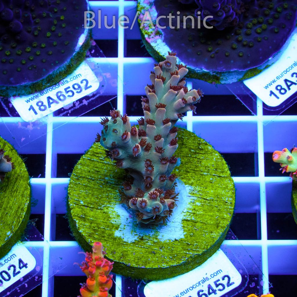 EC Wild Berry Acro - Image 2