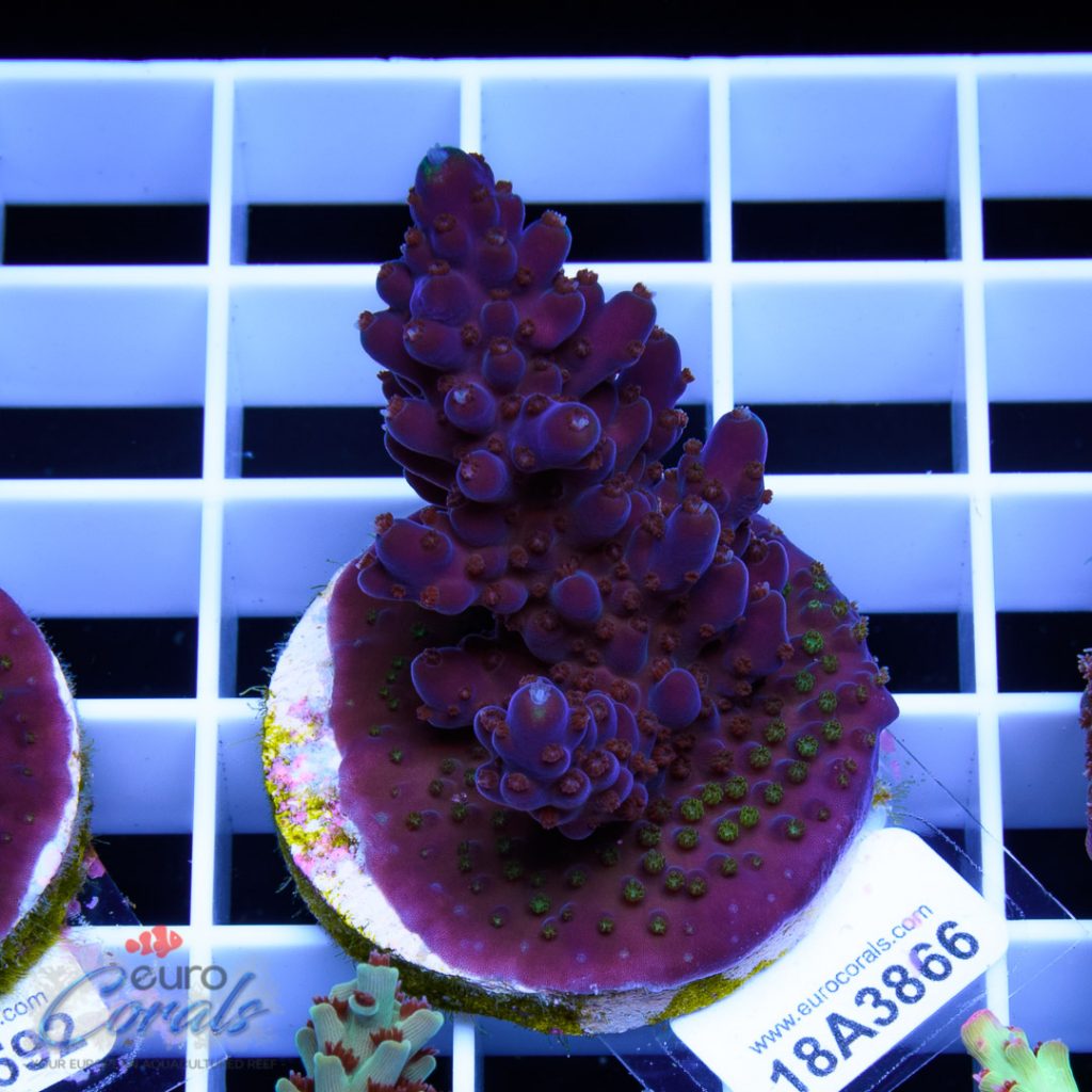 EC Purple Monster Acro