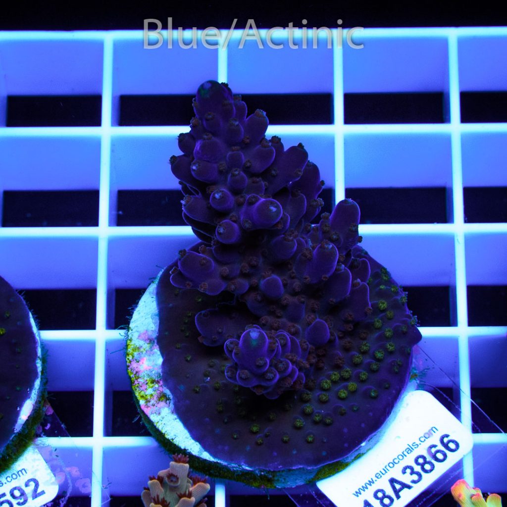 EC Purple Monster Acro - Image 2