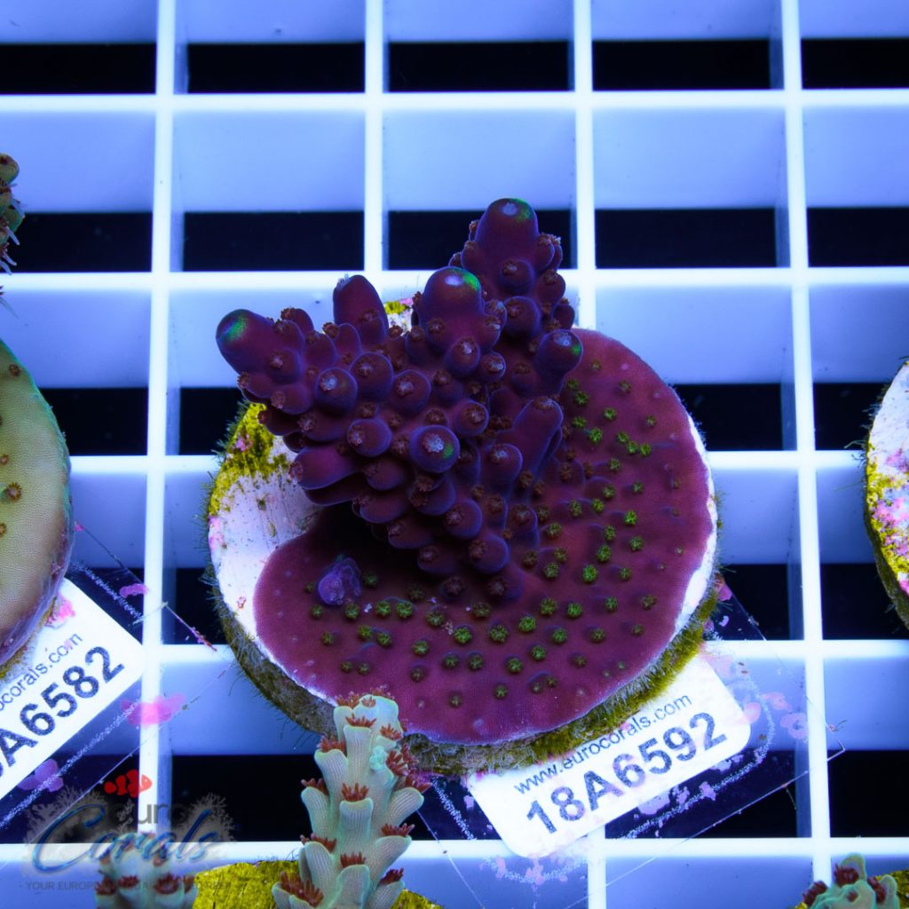 EC Purple Monster Acro