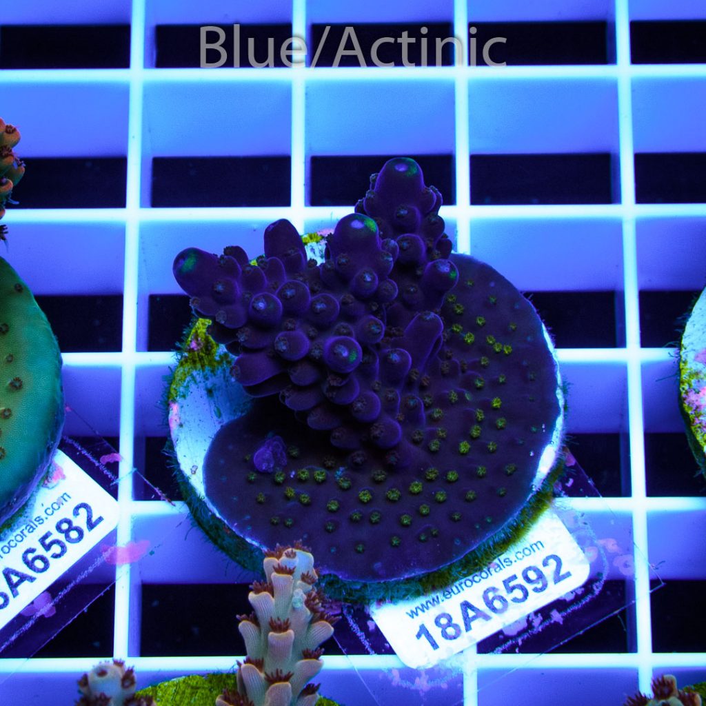 EC Purple Monster Acro - Image 2