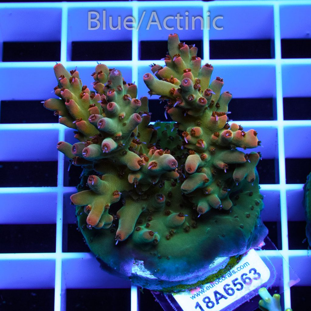 EC Vinh Acro - Image 2
