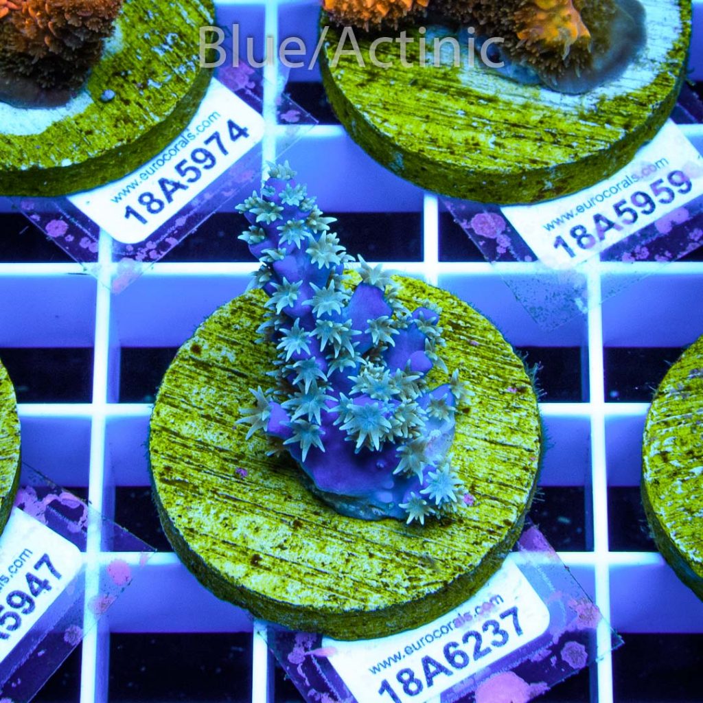 EC Blue Horrida - Image 2