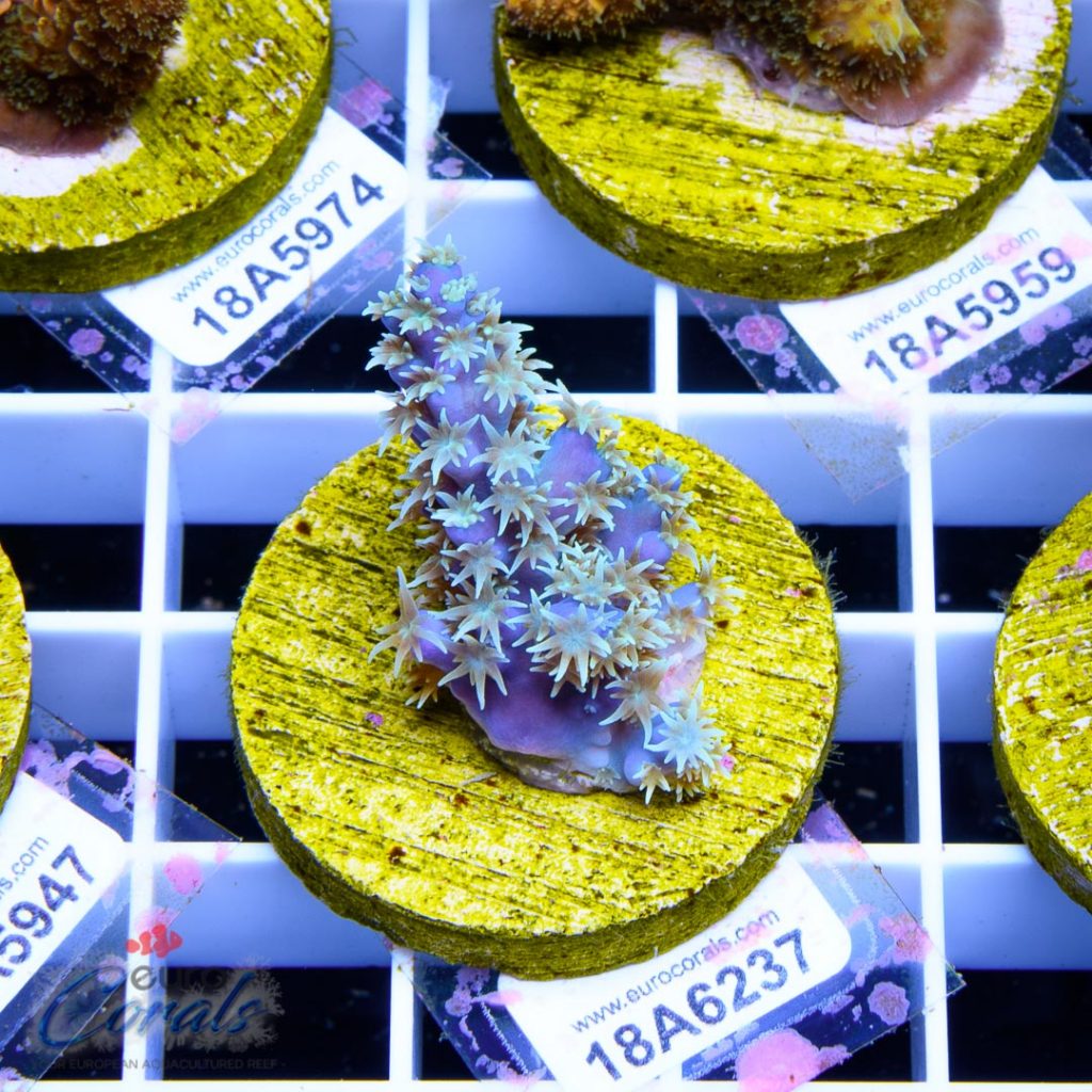 EC Blue Horrida