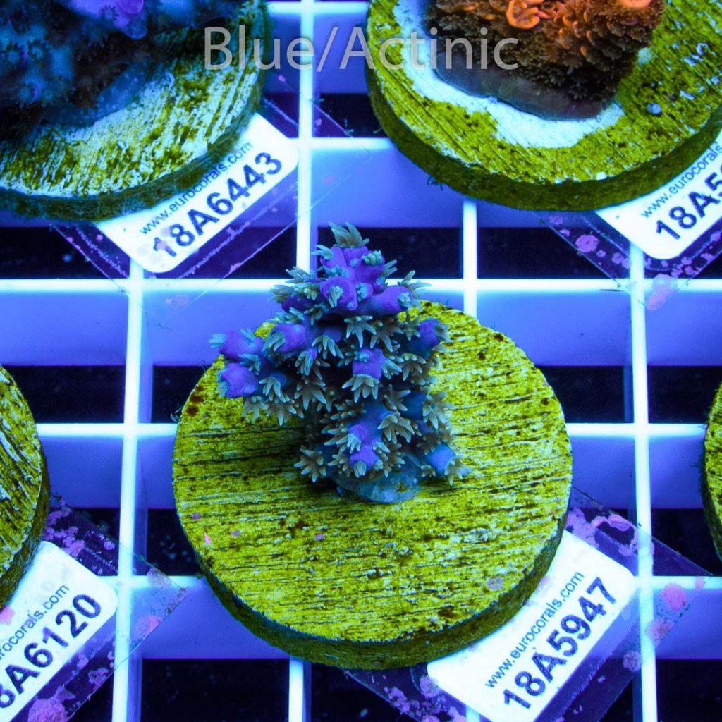EC Blue Horrida - Image 2