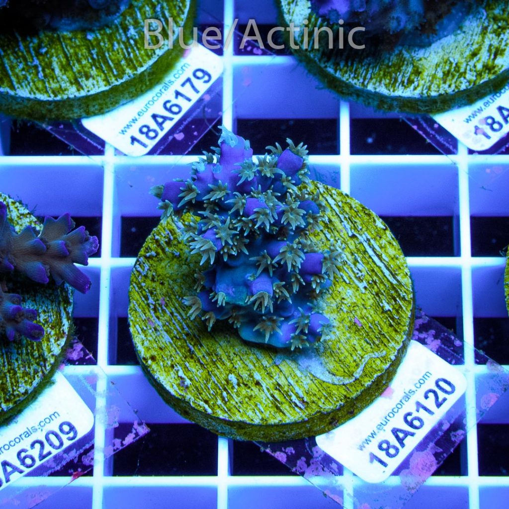 EC Blue Horrida - Image 2