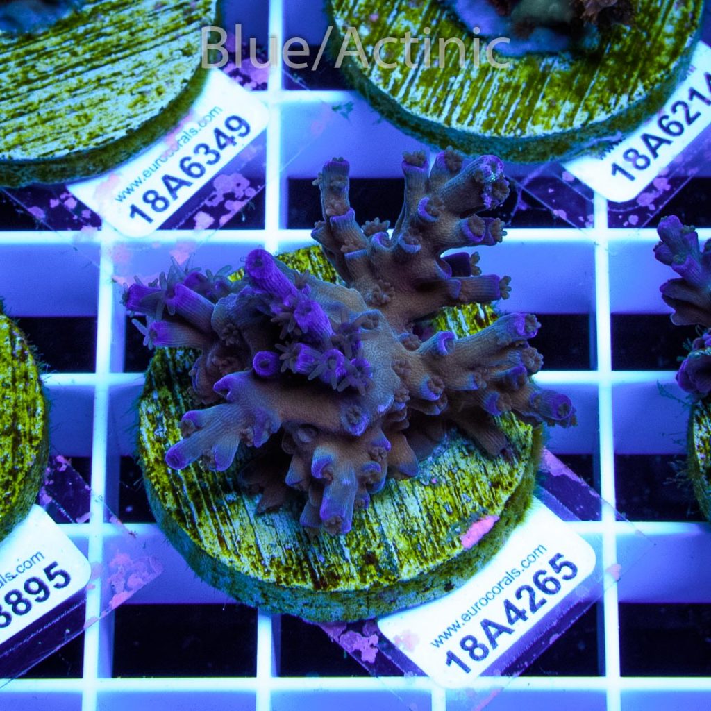 EC Icefire Echinata Boosted Blue - Image 2