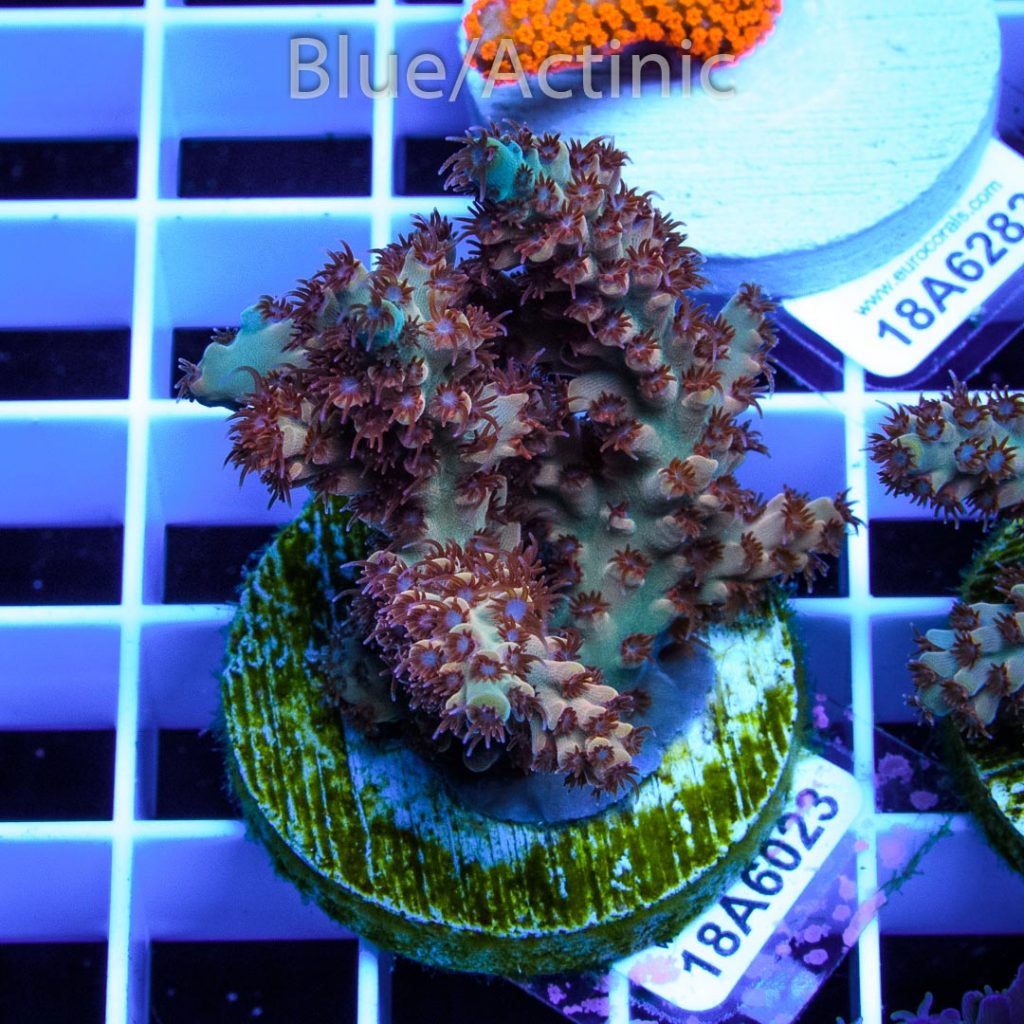 EC Wild Berry Acro - Image 2