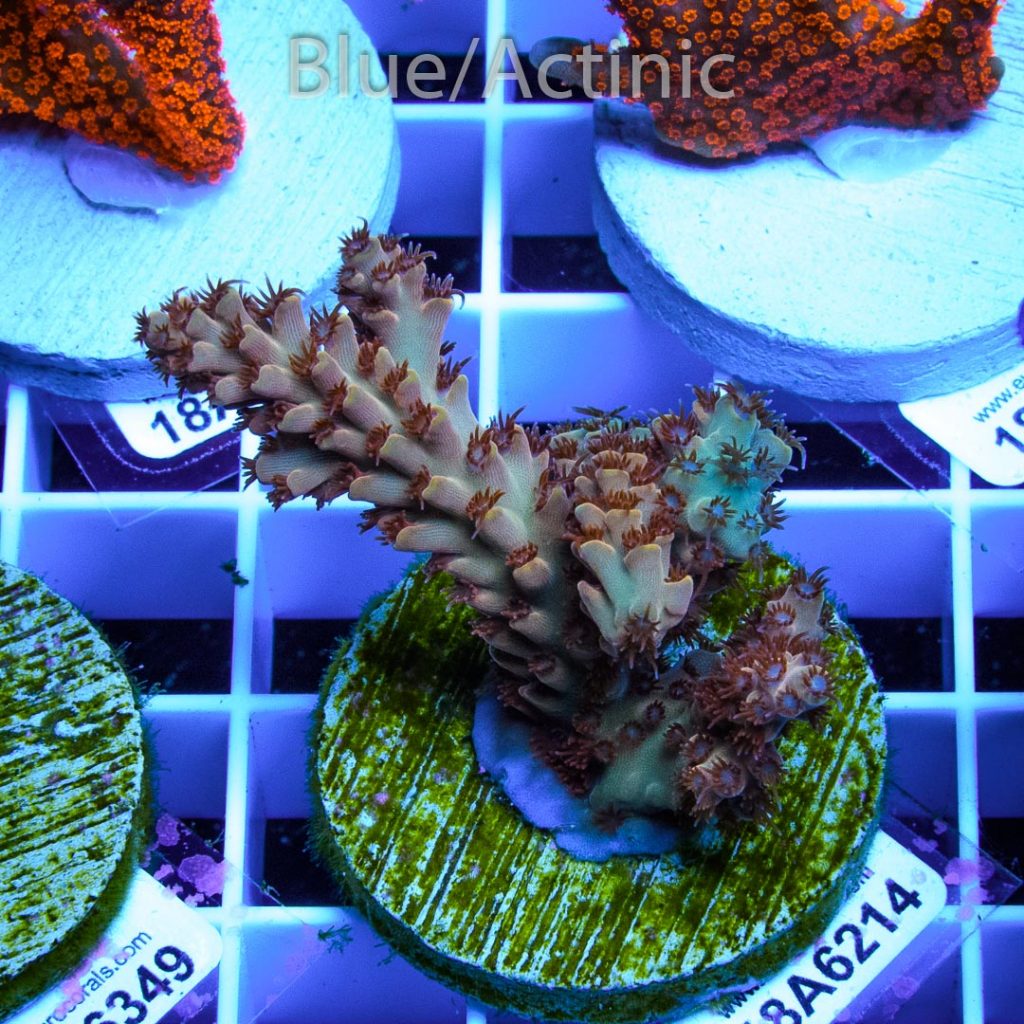EC Wild Berry Acro - Image 2