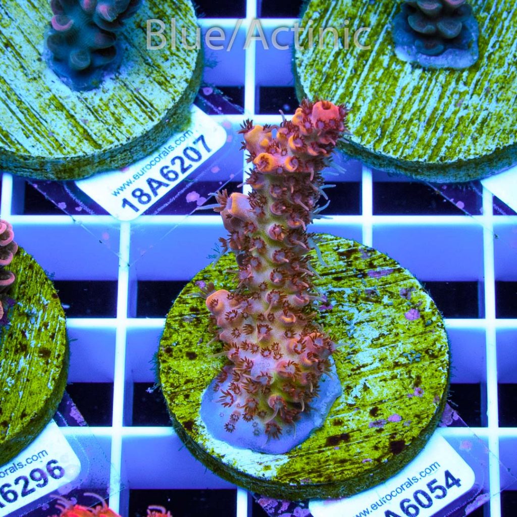 EC Rainbow Beast Mode Acro - Image 2