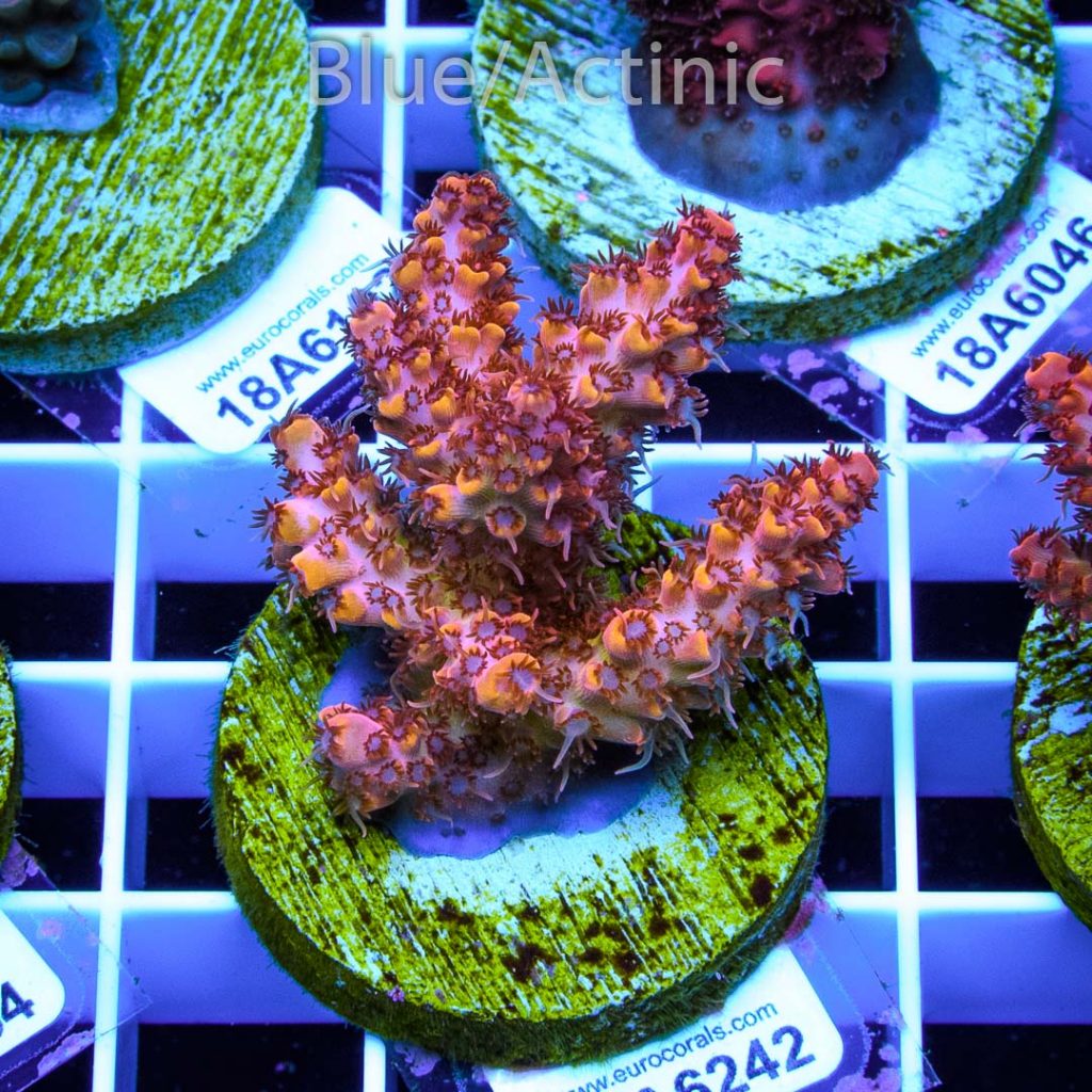 EC Rainbow Beast Mode Acro - Image 2