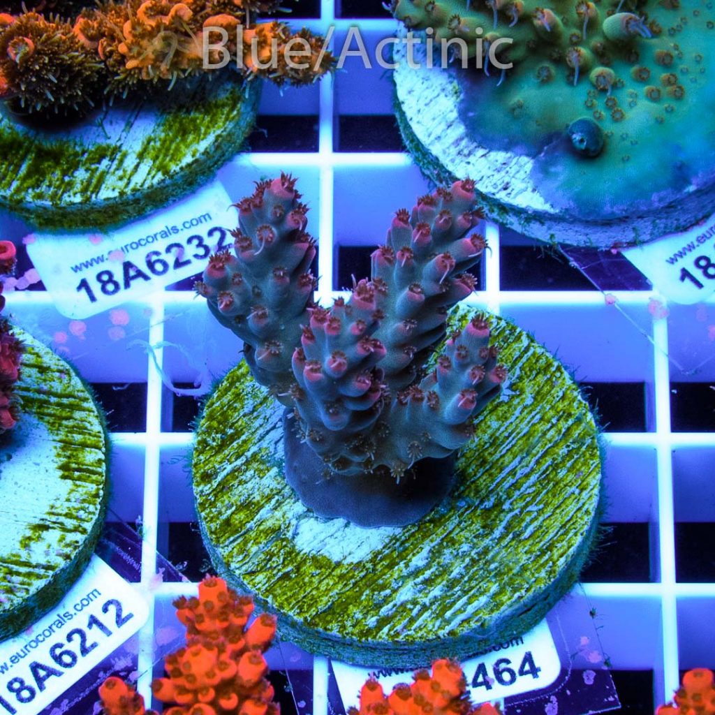 EC Rainbow Shortcake - Image 2