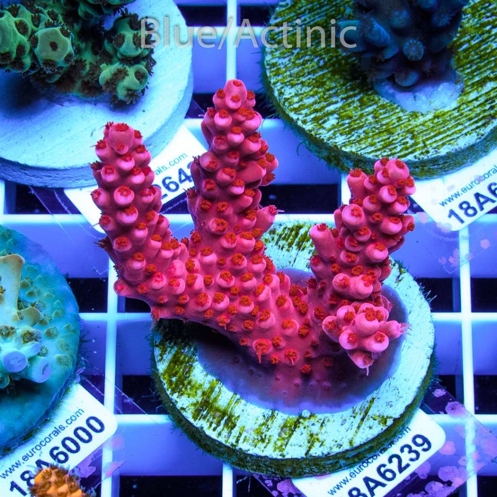 EC Red Fireworks Acro - Image 2