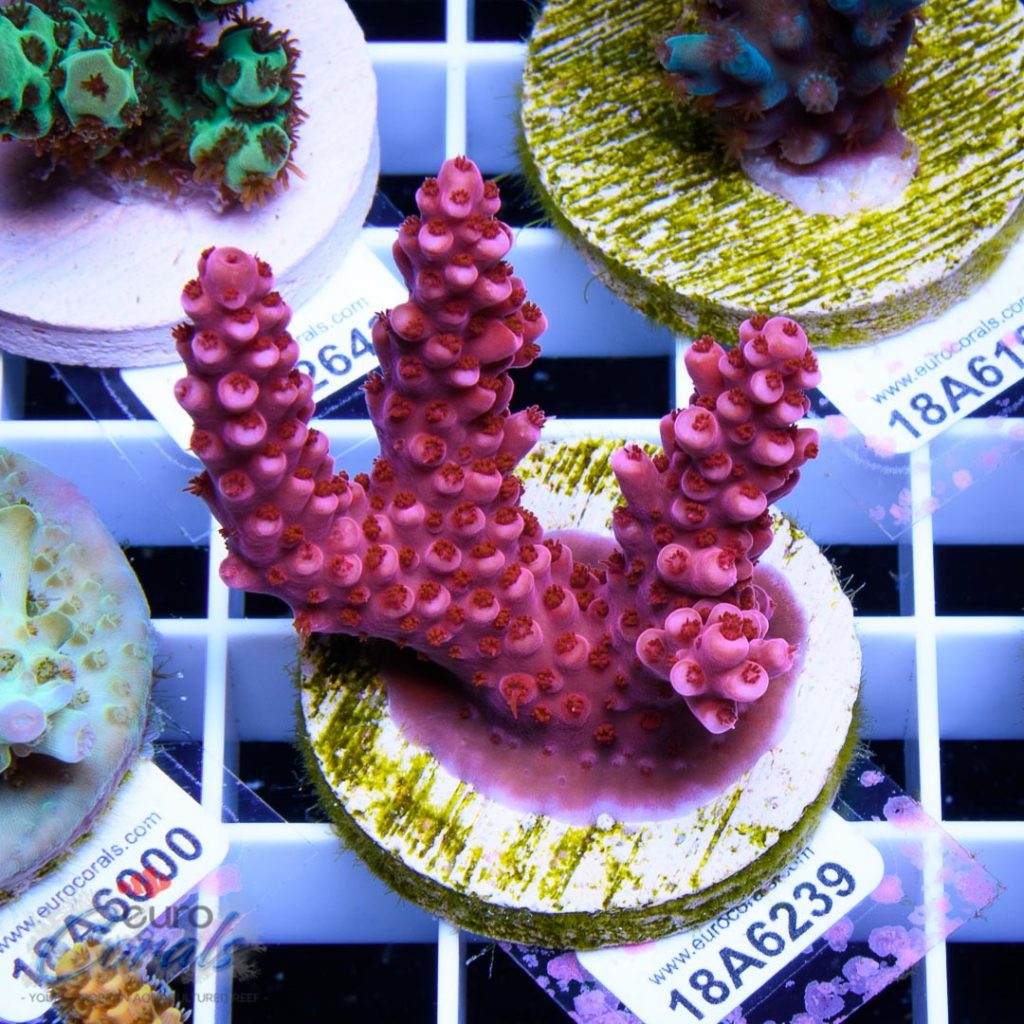 EC Red Fireworks Acro