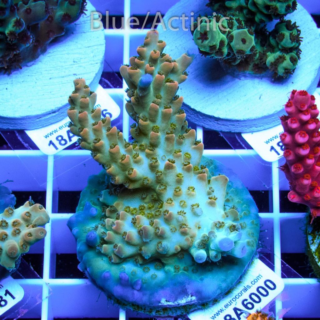 EC Upscales Microclados - Image 2